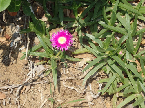 A flower is growing in the beach sand.